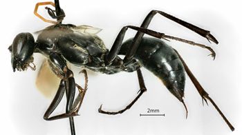 Media type: image;   Entomology 26191 Aspect: habitus lateral view